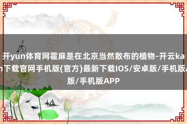 开yun体育网霍麻是在北京当然散布的植物-开云kaiyun下载官网手机版(官方)最新下载IOS/安卓版/手机版APP